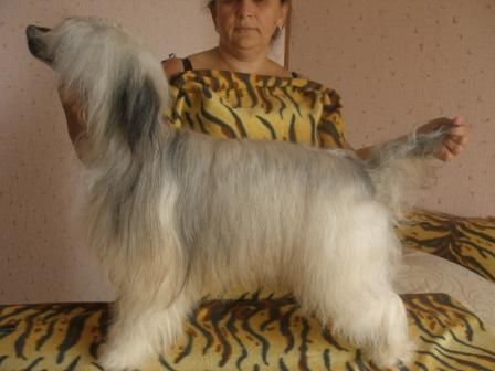 Ydjin Amazing Chocolate from Khakasia