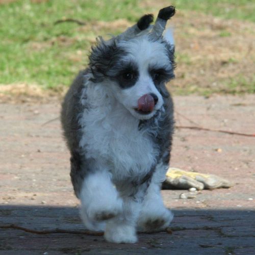 K9Madness Bare Må Ha Det