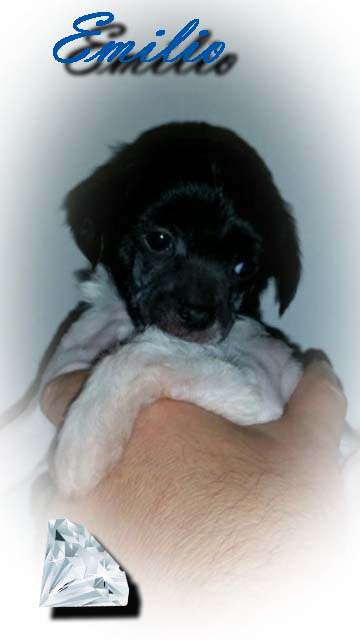 Emilio vom Eifeldiamant