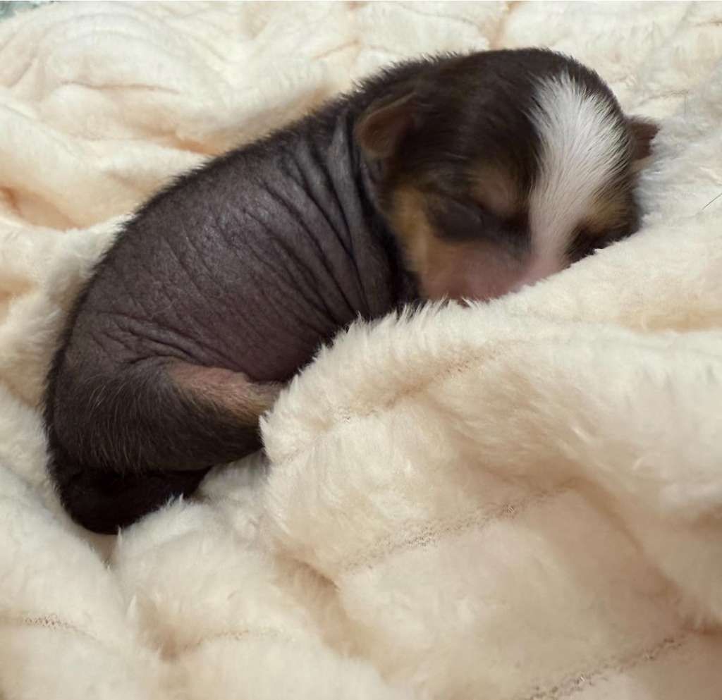 Coffee Nagi Instynkt