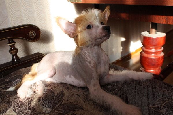 Bring Me Gold Grace de Fageiro