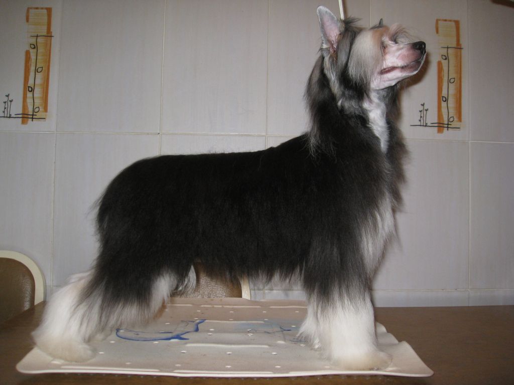 Ko-Ko Princessa Grez