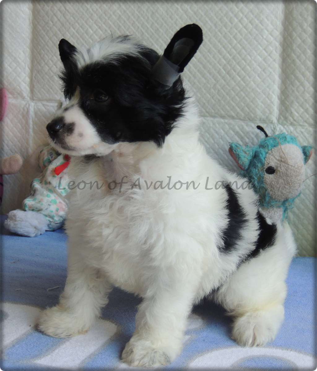 Leon Pp Of Avalon Land