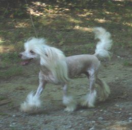 No Getting Over Me N'Co.