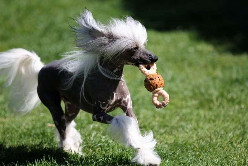 Solino's Trendsetter