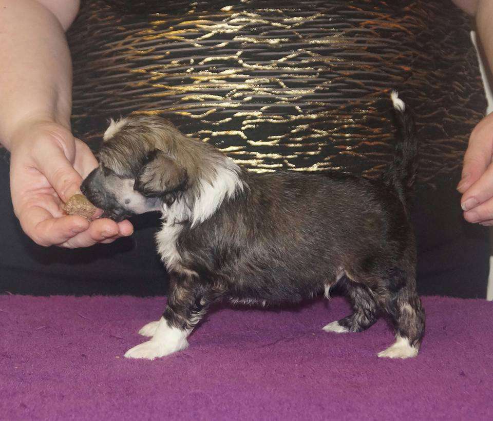 Sun Dan Nordic Lover