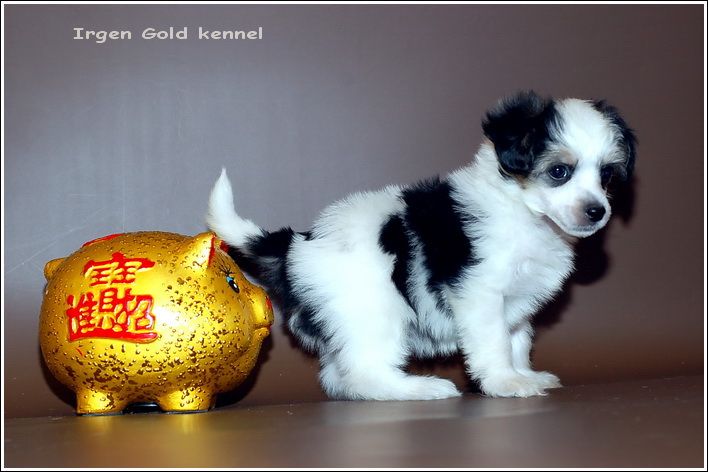 Irgen Gold Shansonje