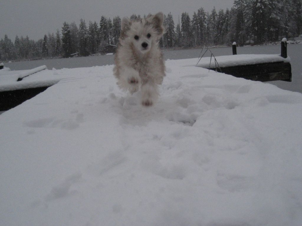 Sun Dan Sweet Brownie