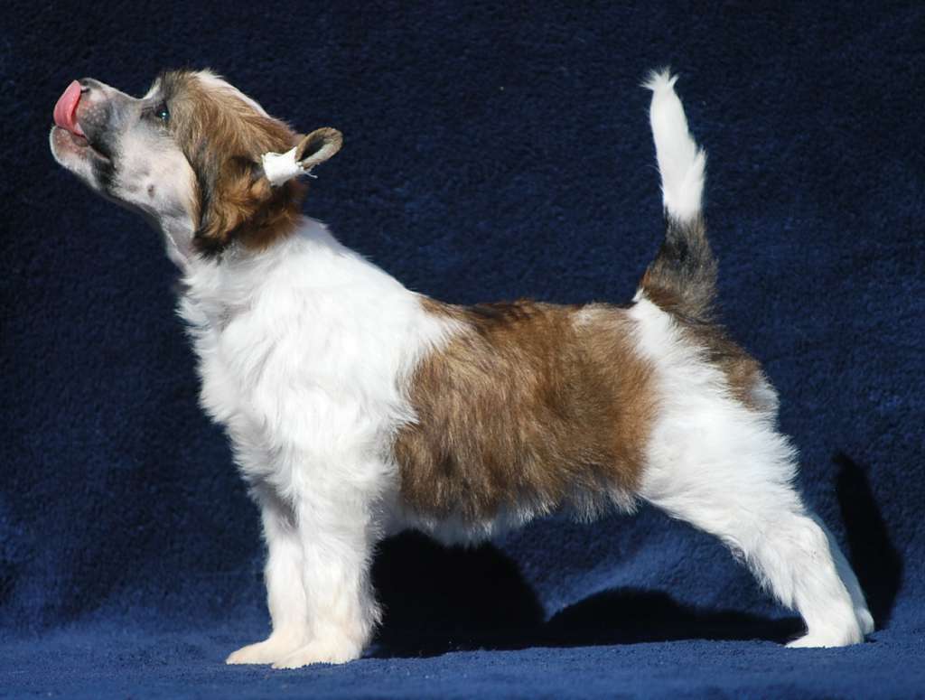 Little Dog Of Dream Nasty Girl