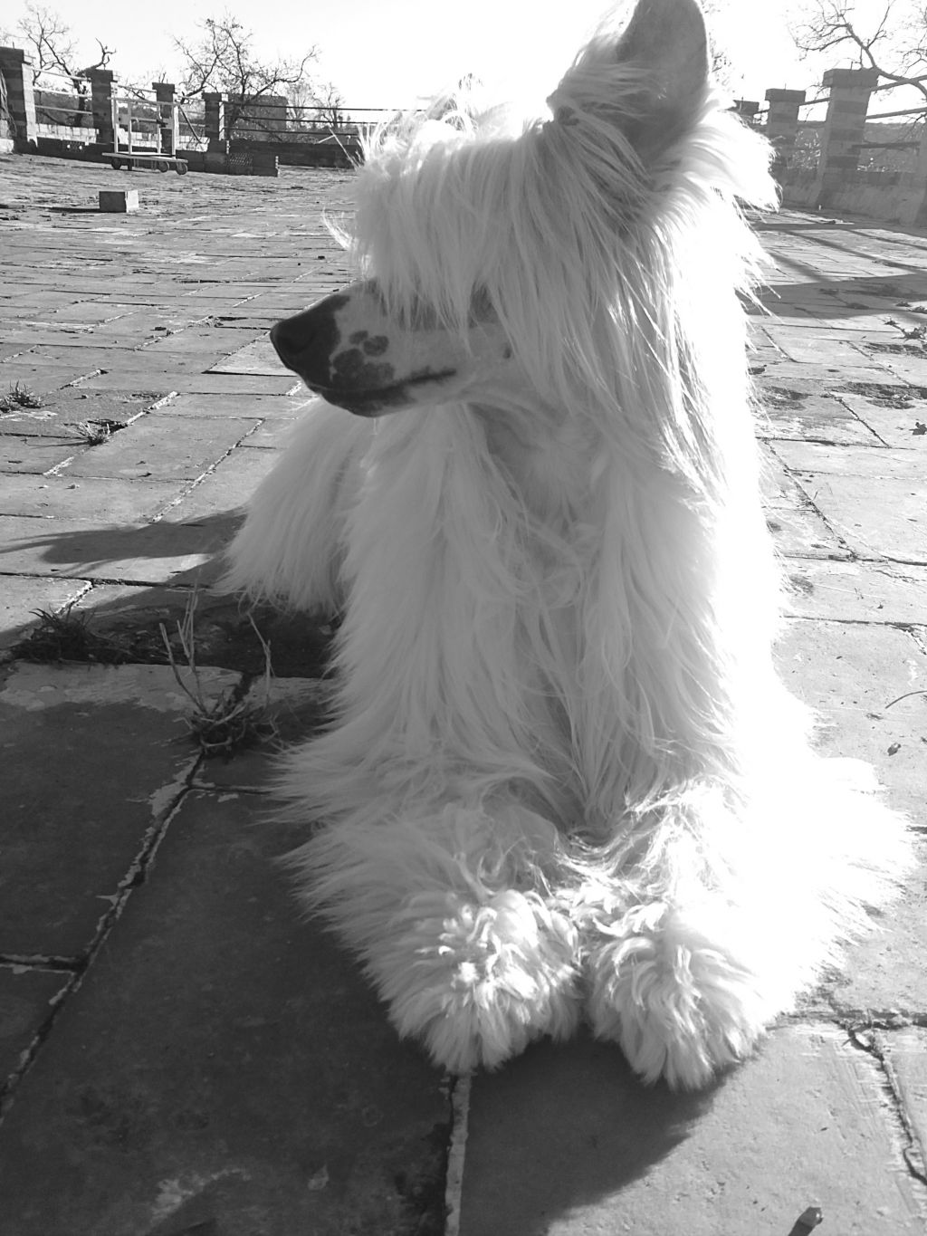 Mister Bon Boy de Bullack