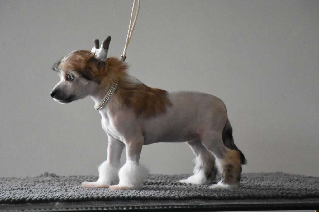 Quyara of the loving dols