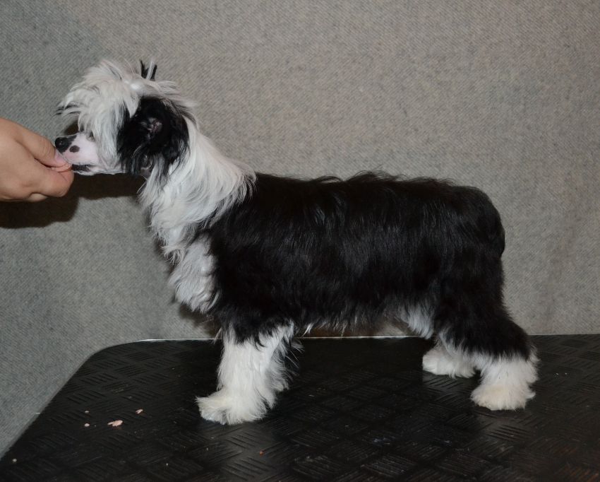 Stormblåstens Elsie Marina