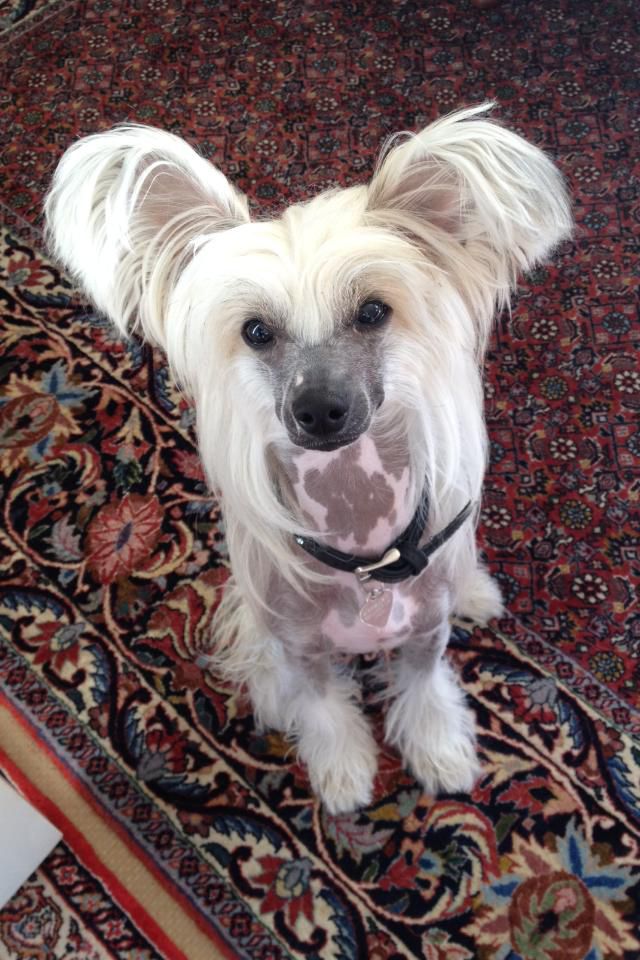 My Tiny Treasure Crazy Cat Lady