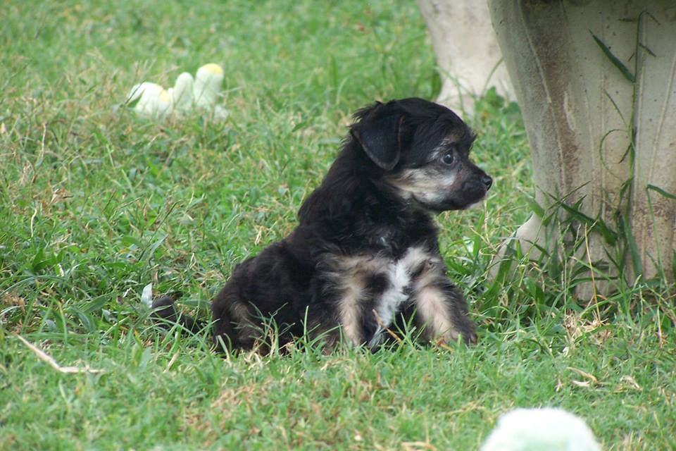 Altacrest's It's All Greek To Me