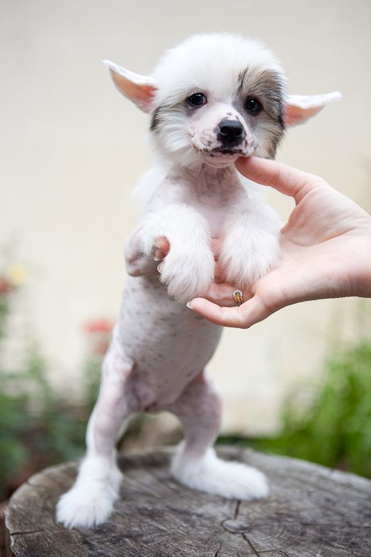 Dogland Happy Shining Star