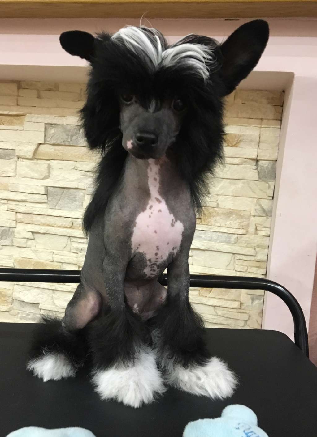 Capitan Black for Natalexx Life