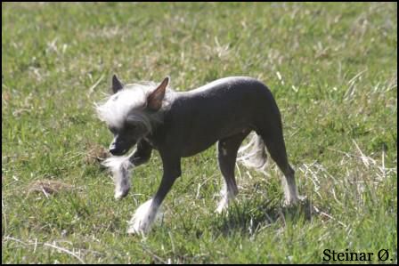 sørperlas i'm a dark lady