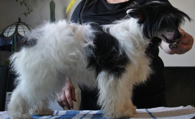 Royalgift MR Wiseguy