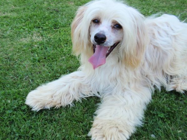 Candy Bear Brillant Sun