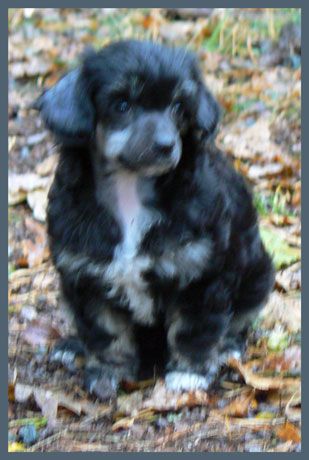 CrestnSpots Easy Favorite