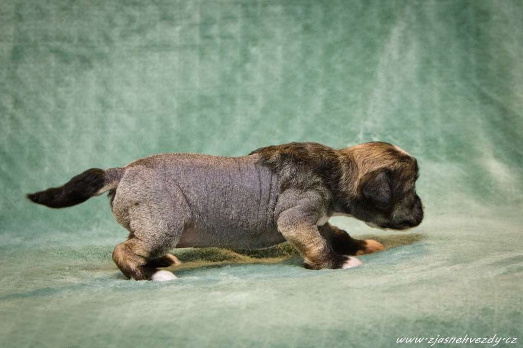 Cherie z Jasne hvezdy