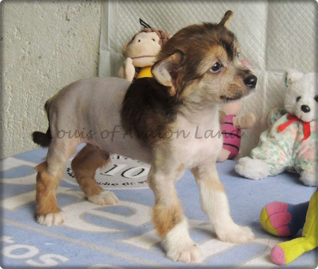 Louis HL Avalon Land