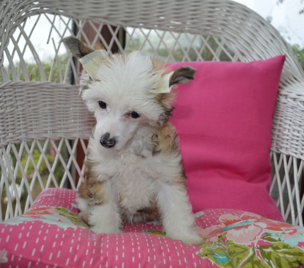 Blue Magic Nosey Bear