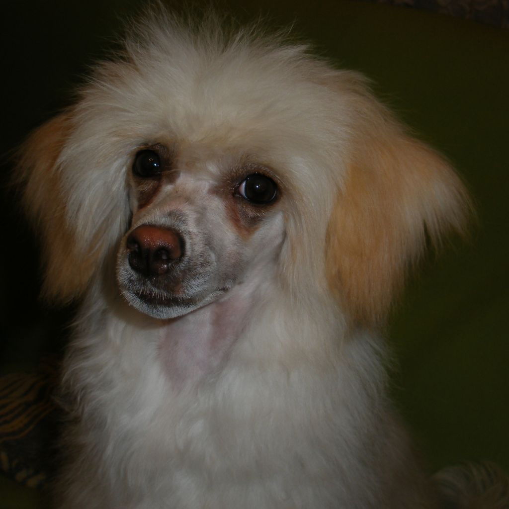 Pretty in Gold  Al Maarii Sapphire