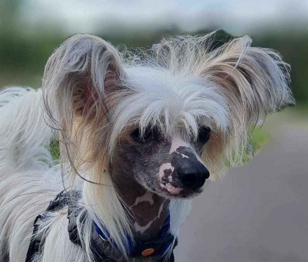 Leibwache Catchy Monkey