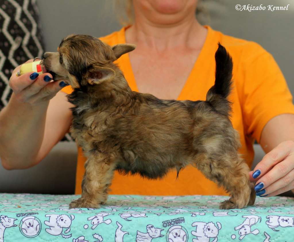 Joni Insolite Familier