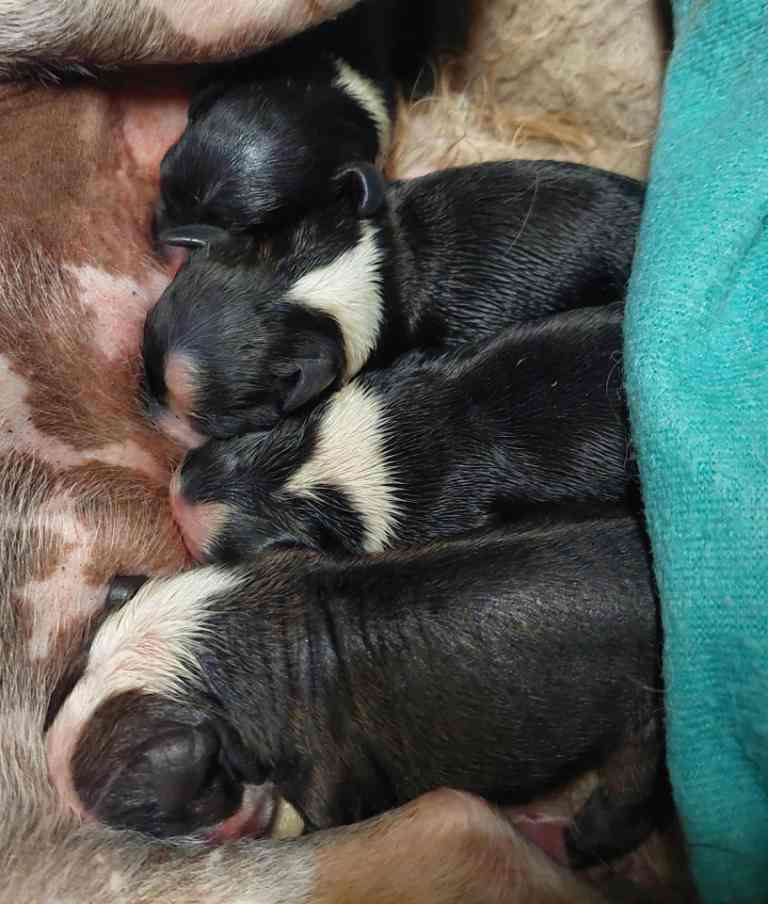 Crown Royal Cool Lady