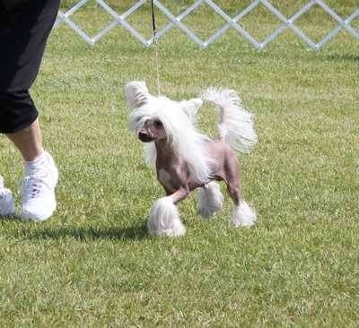 Moelmo's Never Look Back