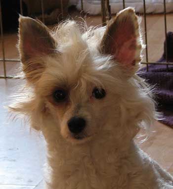 Sunberry Lotus Star Anfarra