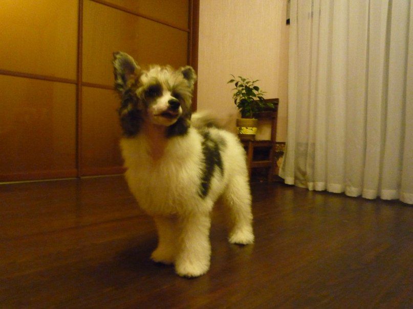 Sspoloch Show Persival