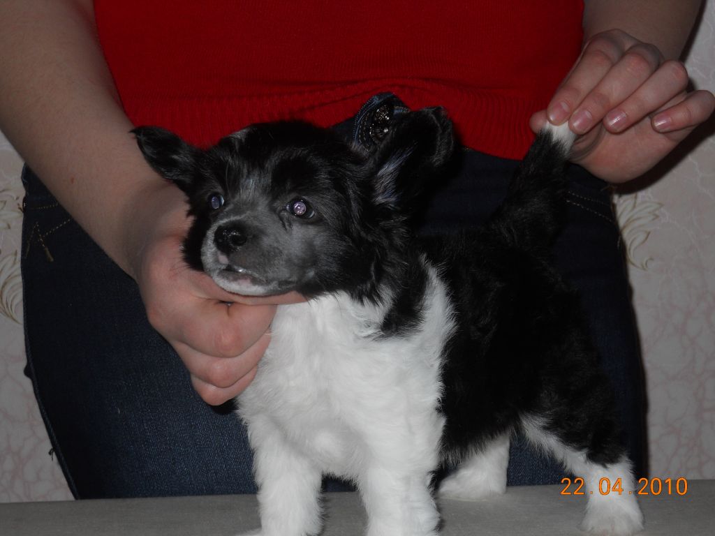 Admiral of the beauty