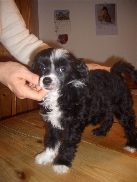 Irresistible Boy Fantasy Island