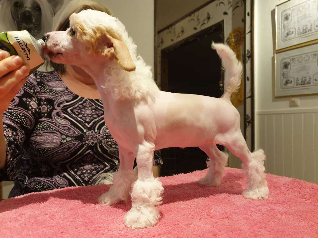 Ridgecrest's Princess White Diamond