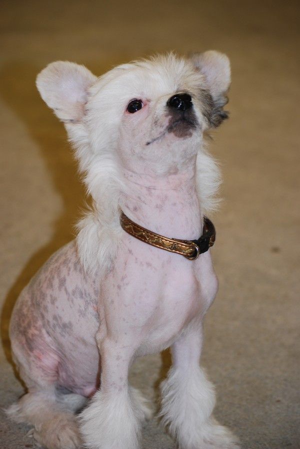 Stormcrest I'Am Legend