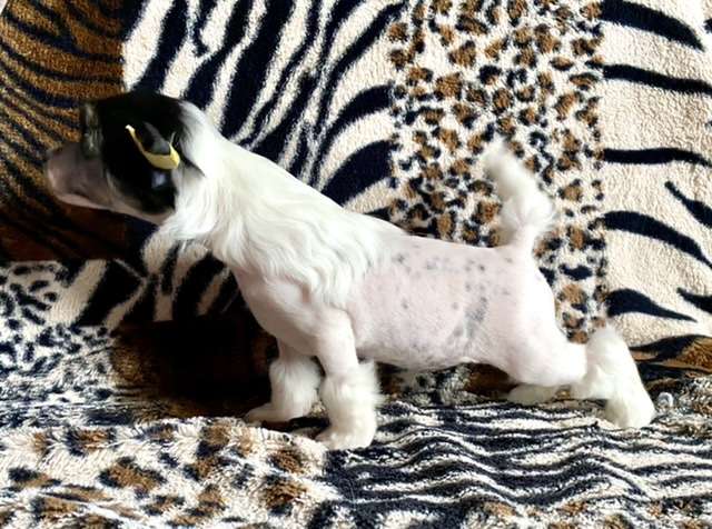 Alicat von Shinbashi