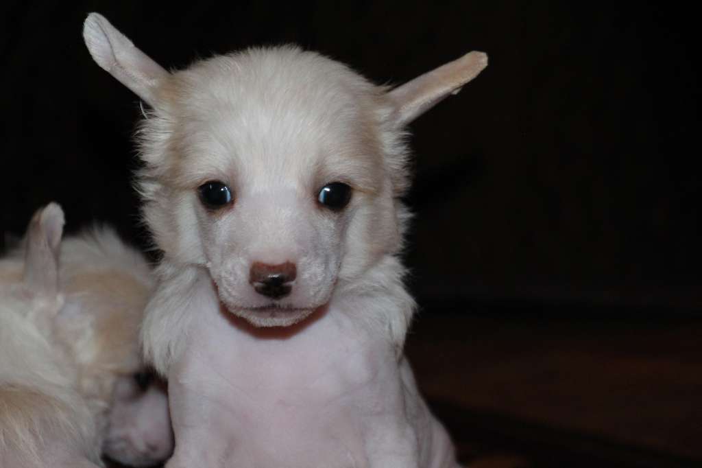 Bella Constanta Key to Heart