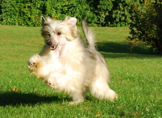 Golden Diamond Cresteds Kissinger