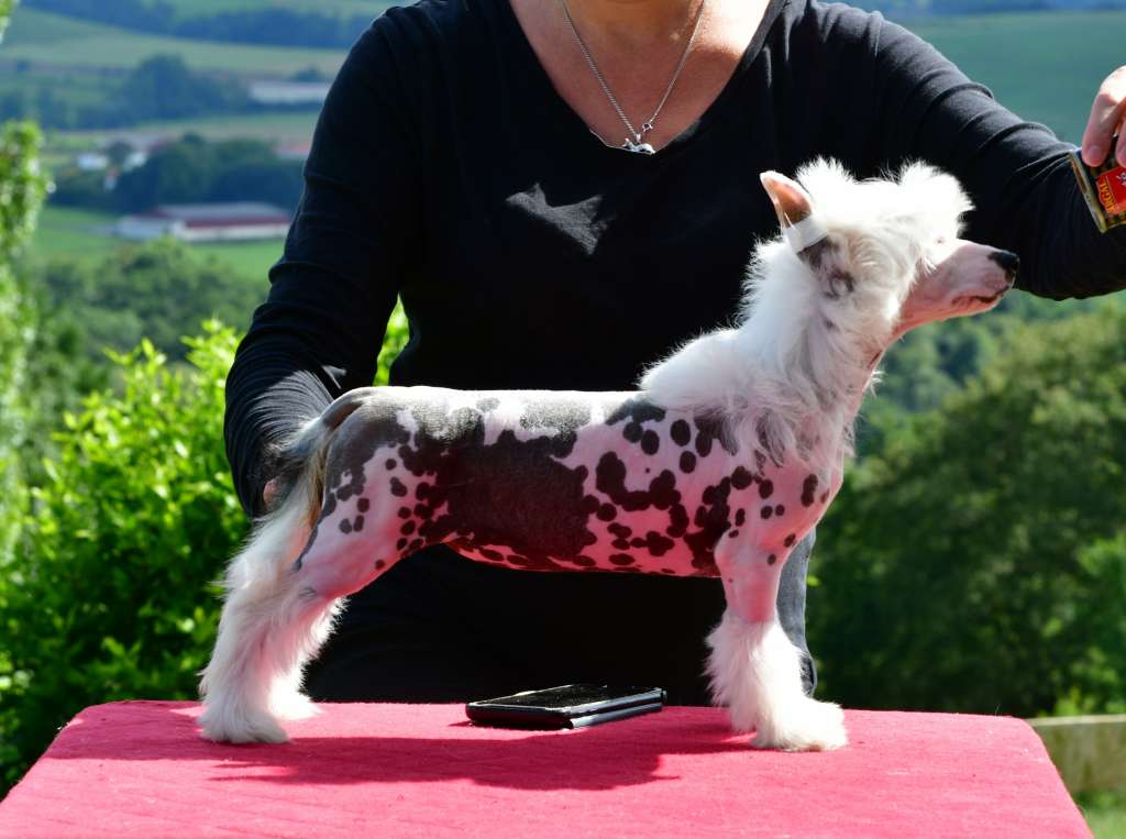 Little Dog Of Dream Rebelle