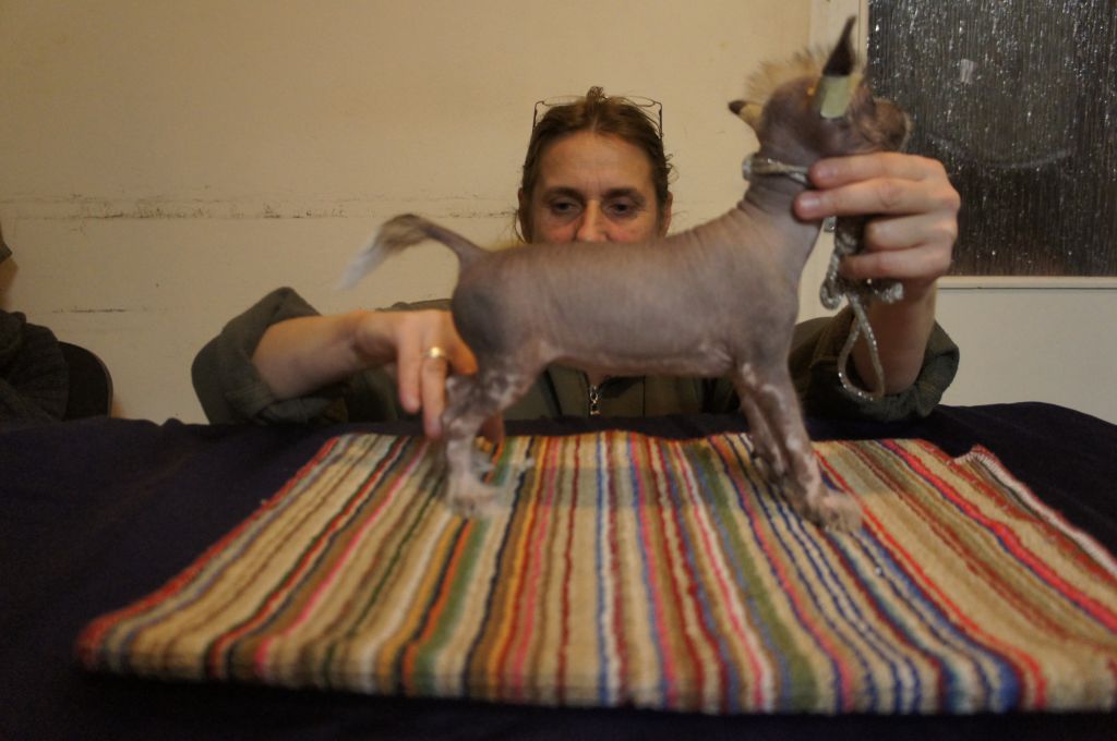 Birchvolgyi - Cheyenne