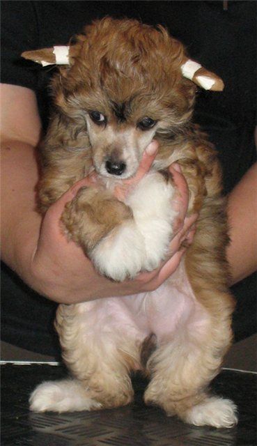 Djemanshi Ty Moya Radost