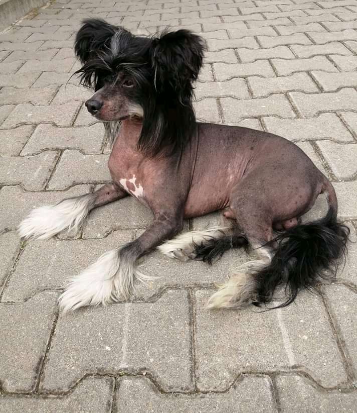 Django Negro z Besiru