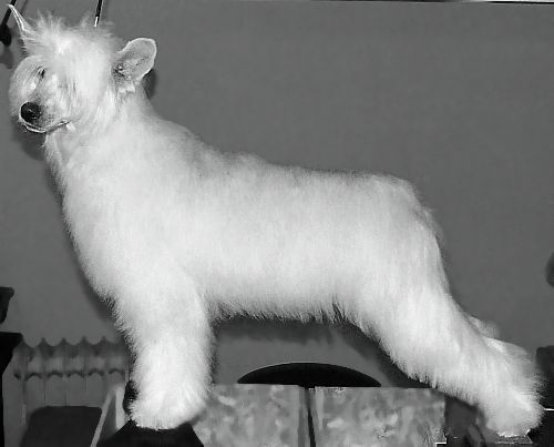 Shadow White Strawberry Fetish