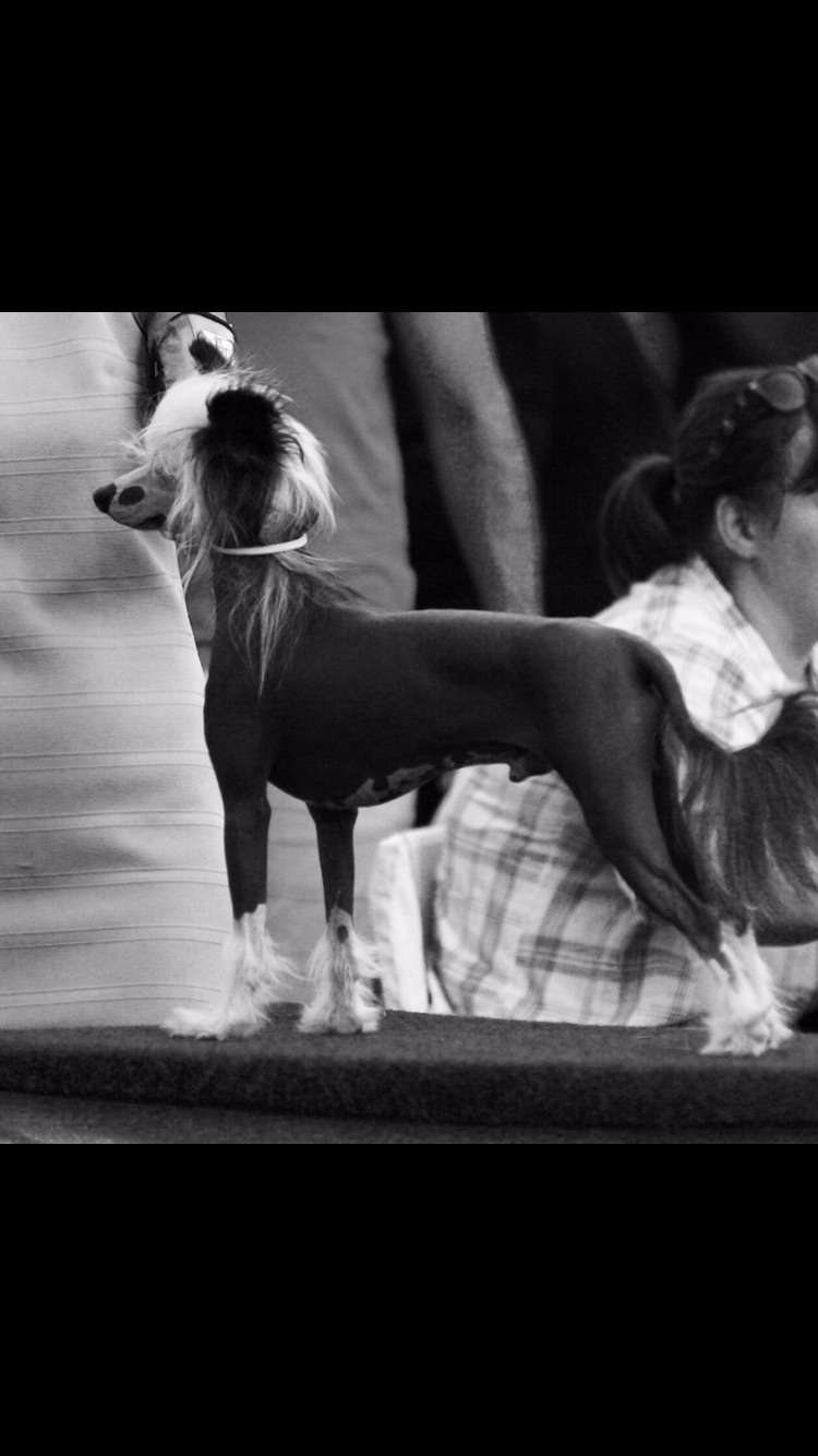 Chinese Line Formula 1