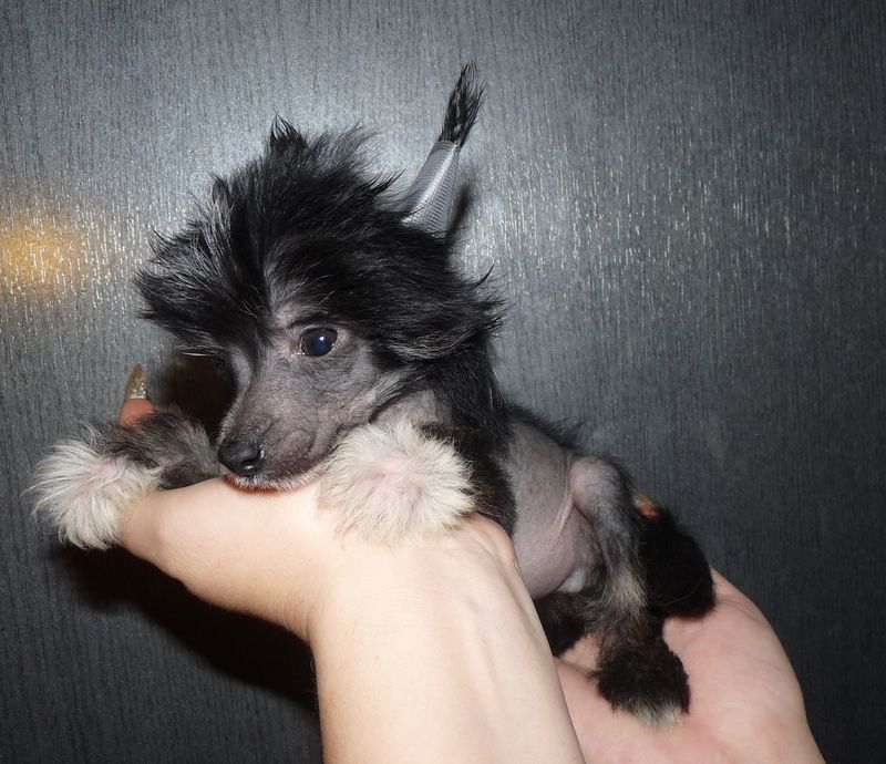 Fundoklia-völgyi Kaszanics Jim Beam