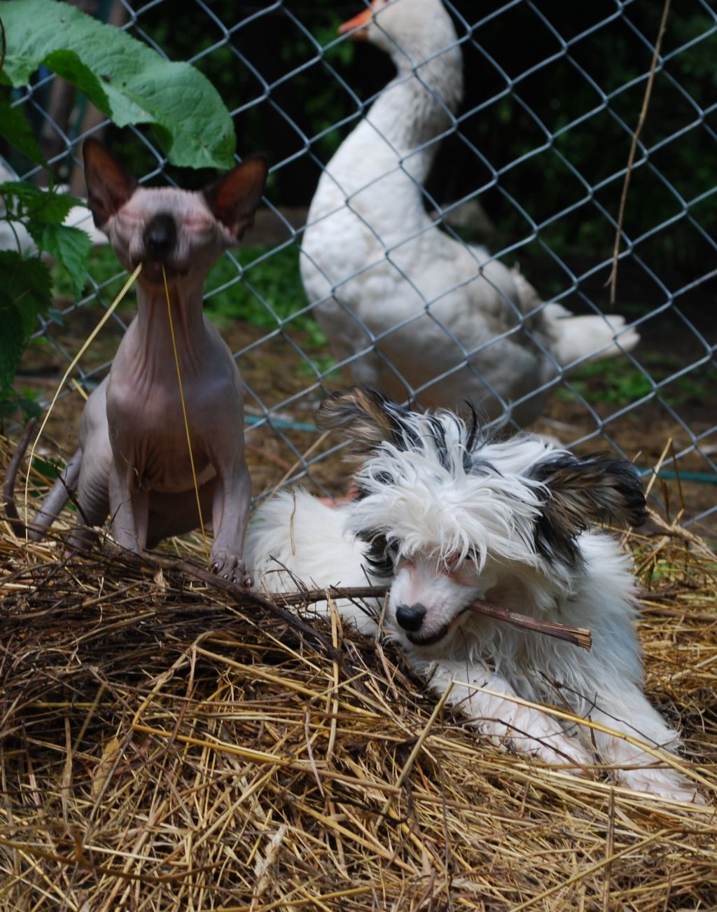 Unlimited Happiness Epocha