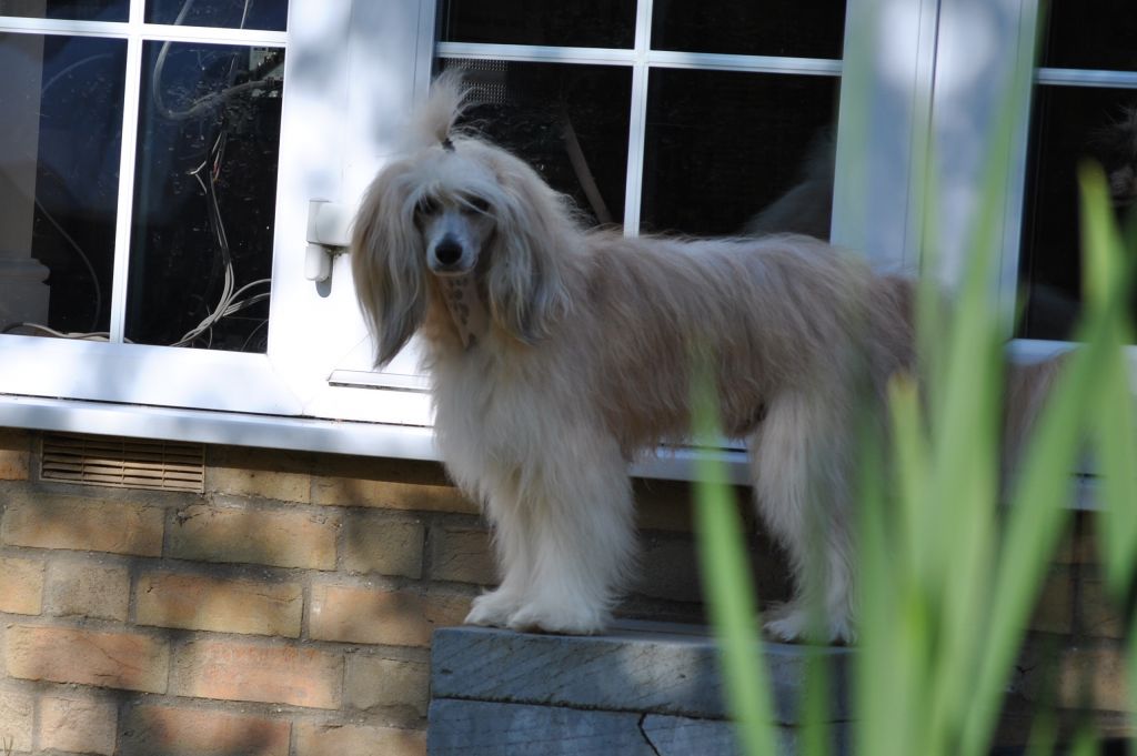 Leibwache Clever Trevor